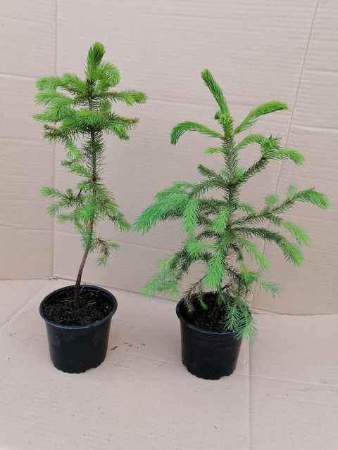 Świerk pospolity 80cm w doniczkach Buczków - zdjęcie 1