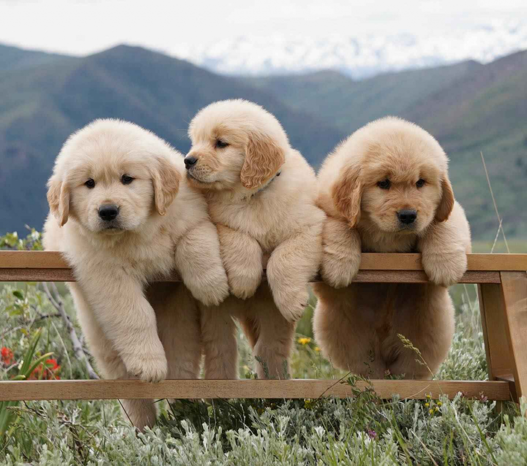 Złoty Retriver Krokowa - zdjęcie 1