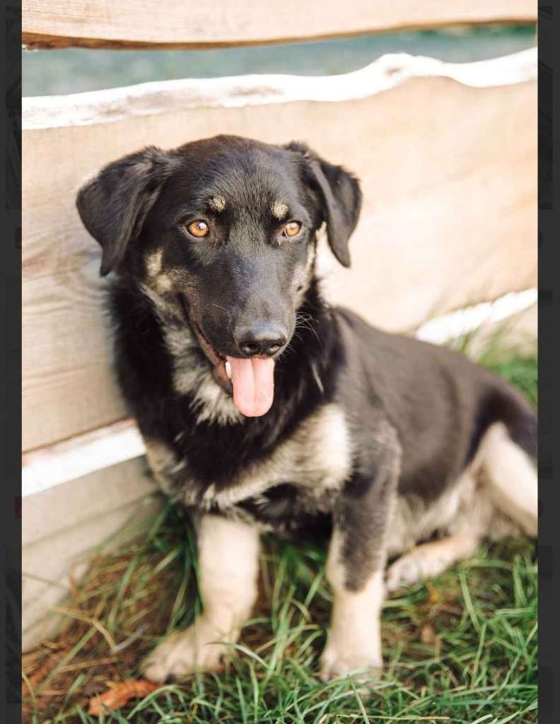 Sreberek - niewielki, domowy psiak szuka domu! Olsztyn - zdjęcie 2