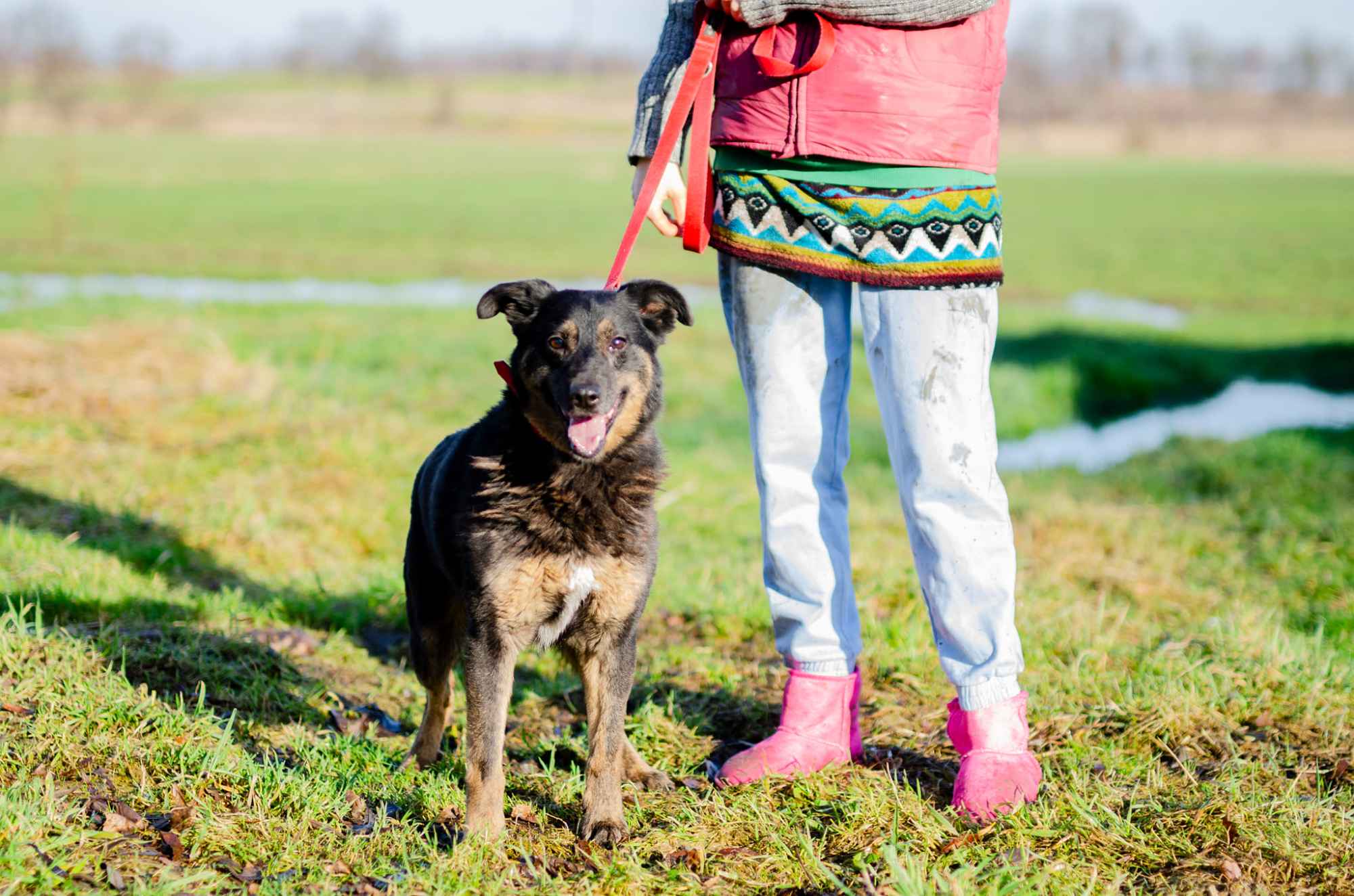 Red - cudowny, zwykły pies o niezwykłym sercu Olsztyn - zdjęcie 2