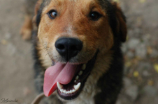 Kapral - przyjazny, wesoły psiak szuka domu!