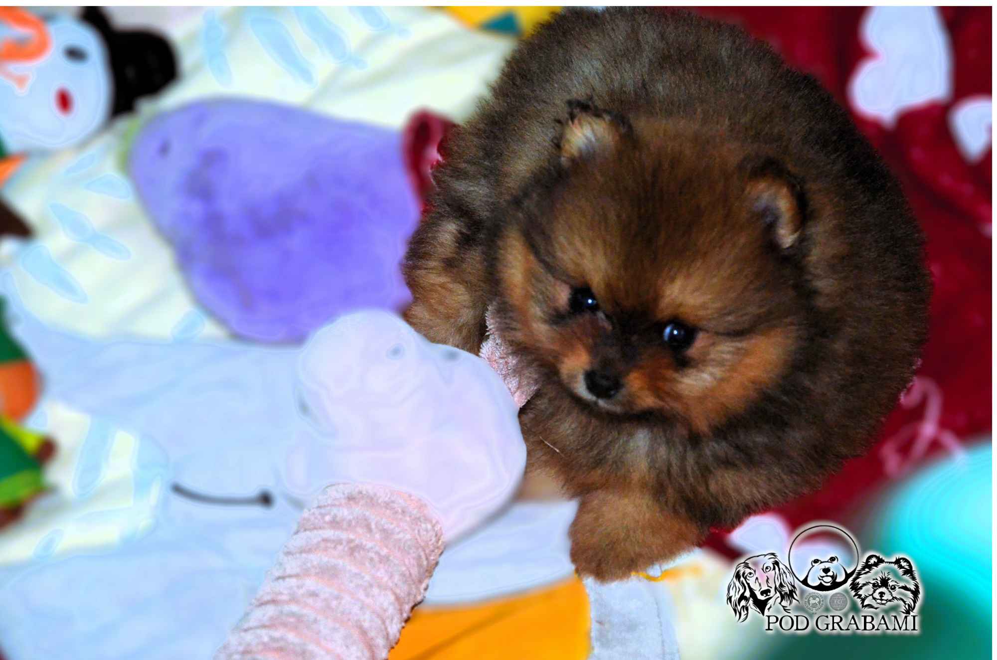 Przepiękne Szczenięta Pomeranian ( Szpic miniaturowy) – ZkwP/FCI Kolbudy - zdjęcie 3