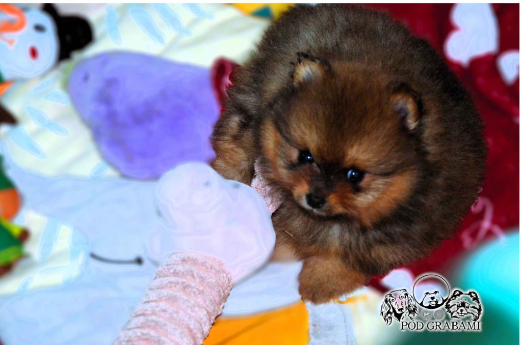 Przepiękne Szczenięta Pomeranian ( Szpic miniaturowy) – ZkwP/FCI Kolbudy - zdjęcie 3