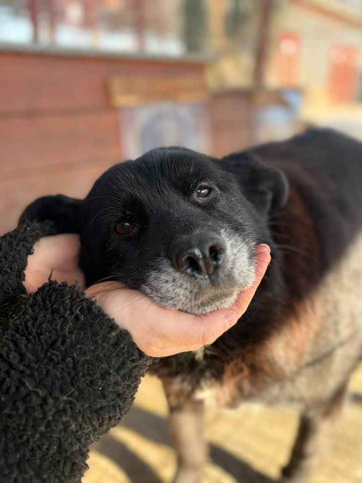 Cudowna, spokojna Bunia PILNIE szuka domu! Olsztyn - zdjęcie 3