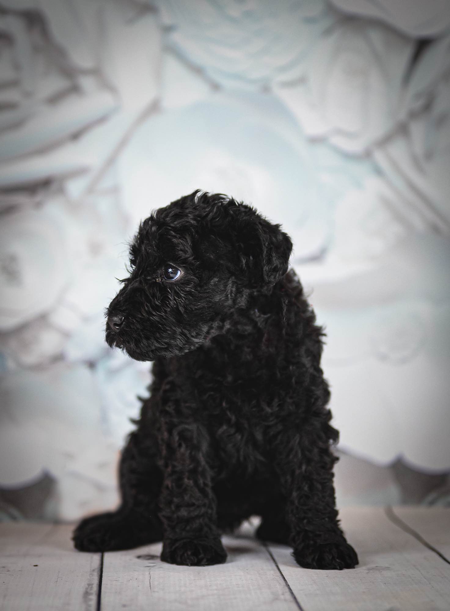 Kerry blue terrier Jedyne szczenięta w Polsce Radom - zdjęcie 10