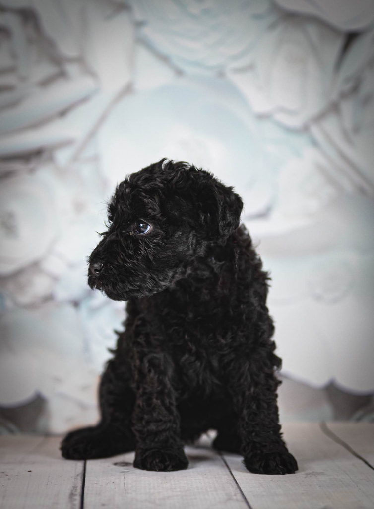 Kerry blue terrier Jedyne szczenięta w Polsce Radom - zdjęcie 10