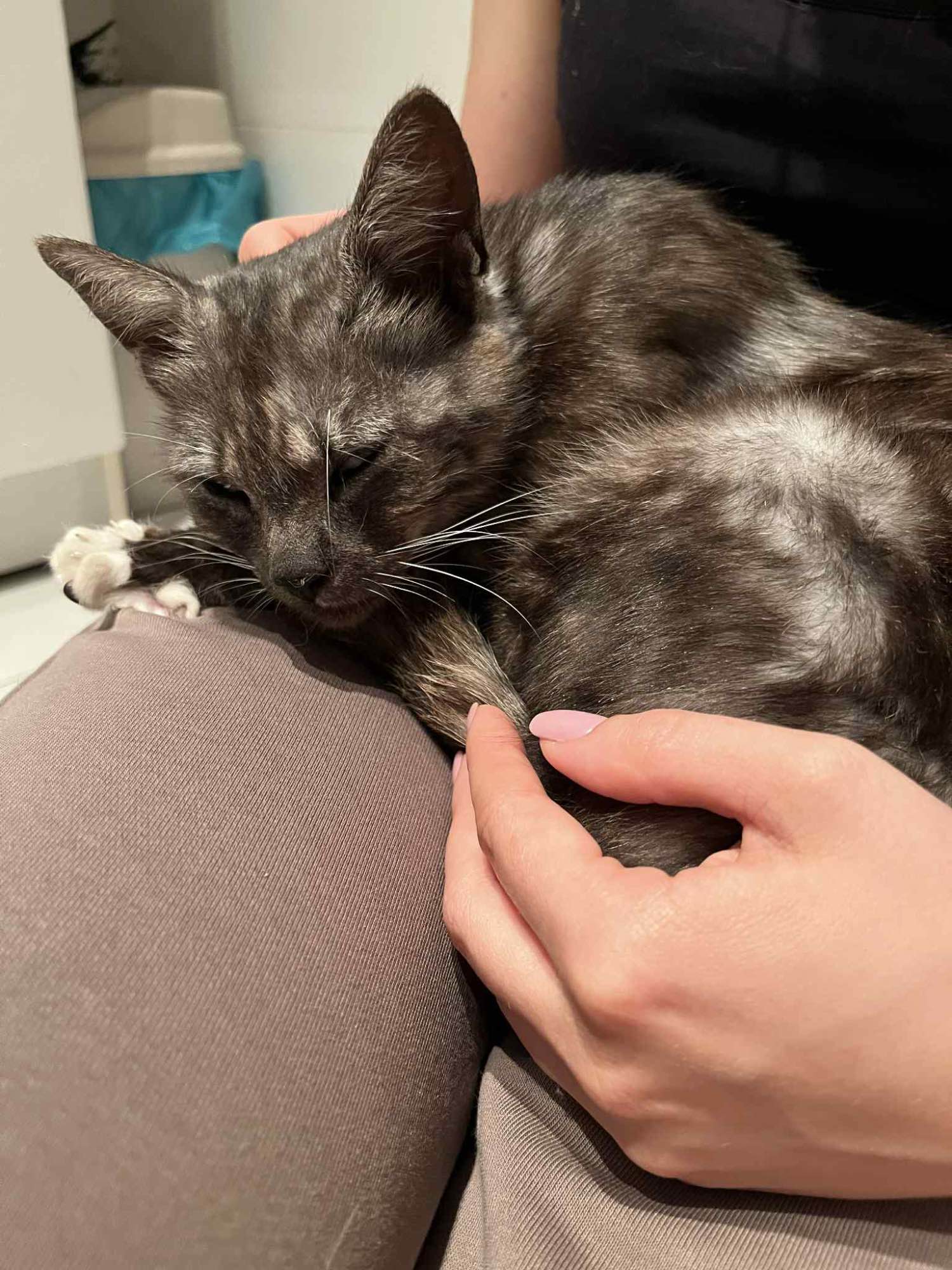 Kotka Lublin - zdjęcie 4