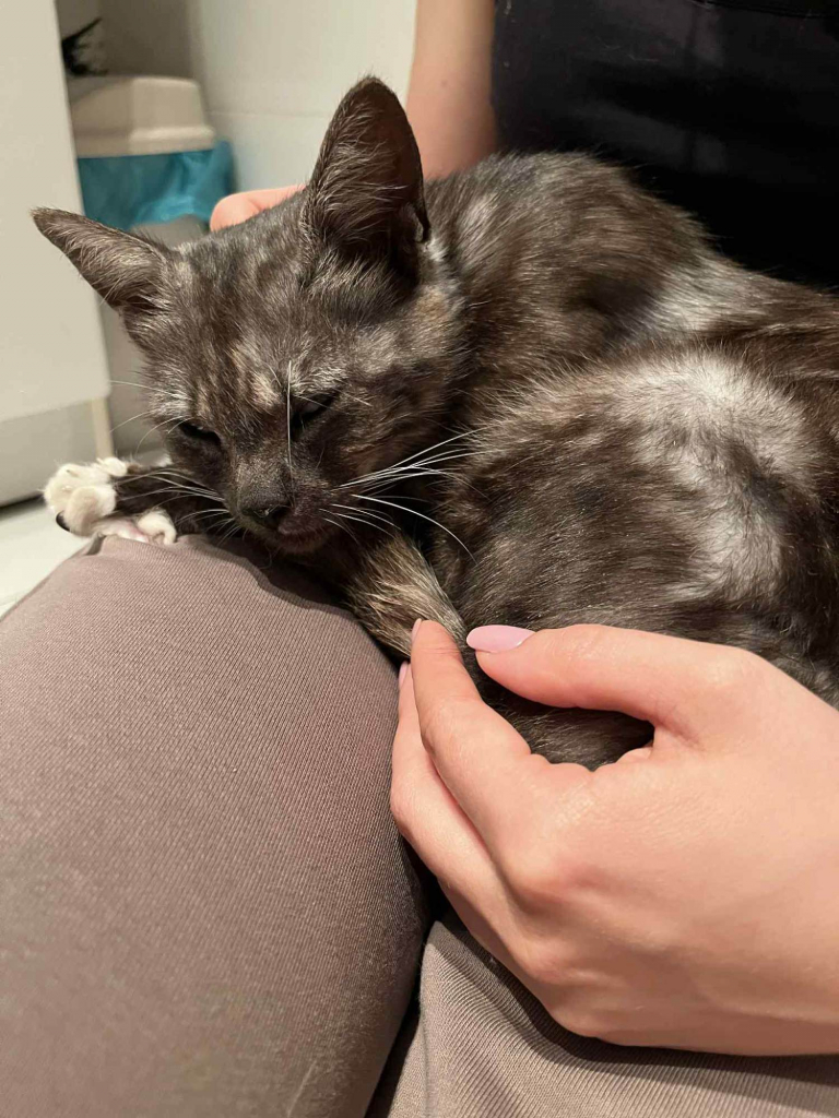 Kotka Lublin - zdjęcie 4