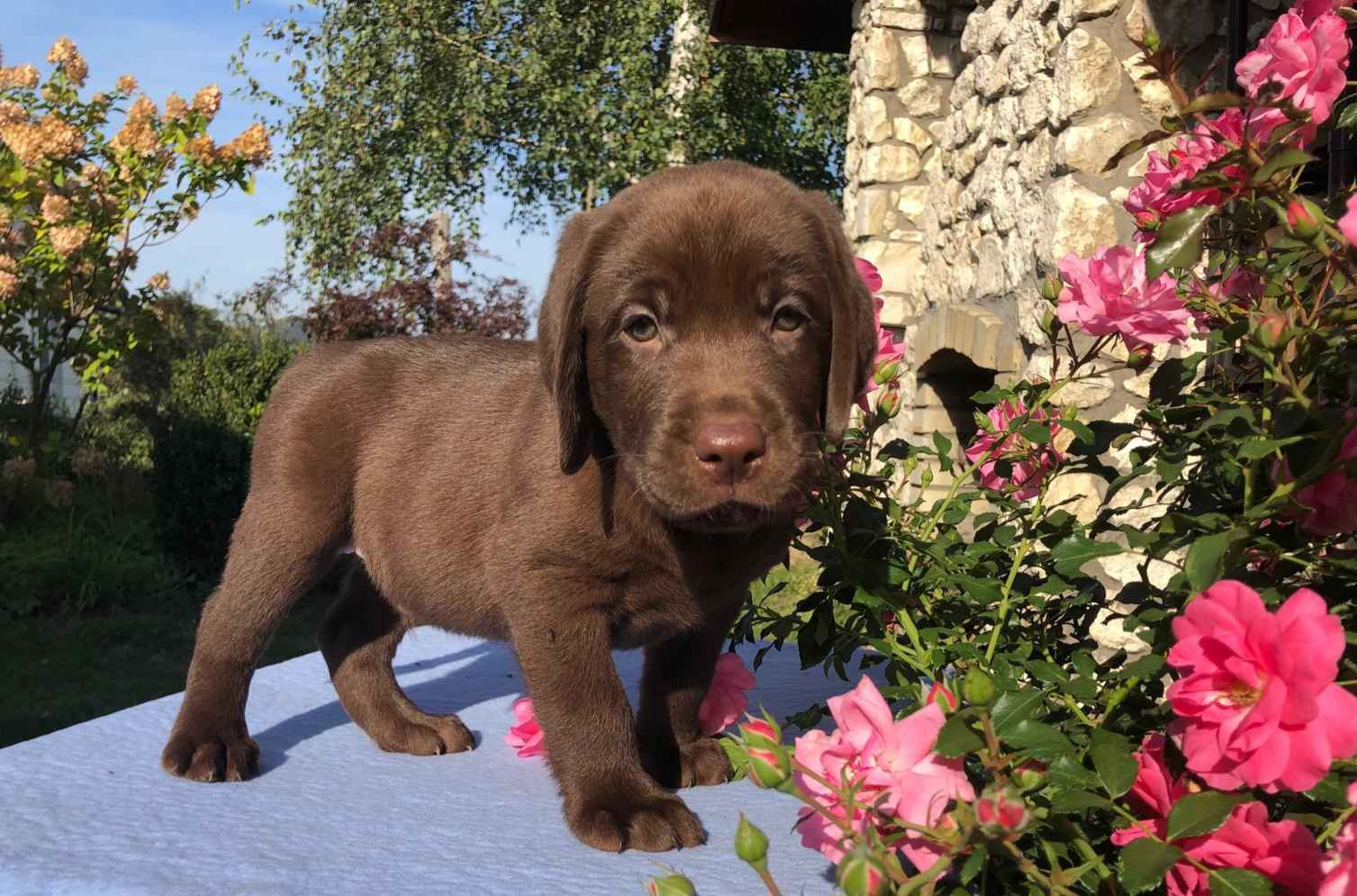 Labrador Czekoladowy Piekary - zdjęcie 2