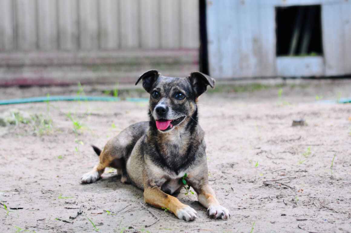 Niewielki Bureczek szuka domu! Olsztyn - zdjęcie 3