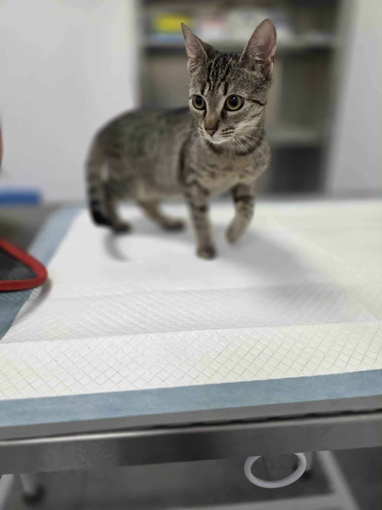 Rysia - 9 miesięczna koteczka do adopcji Olsztyn - zdjęcie 6