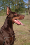 Doberman z wyjątkowego skojarzenia ZKwP/FCI Gorzów Wielkopolski - zdjęcie 4