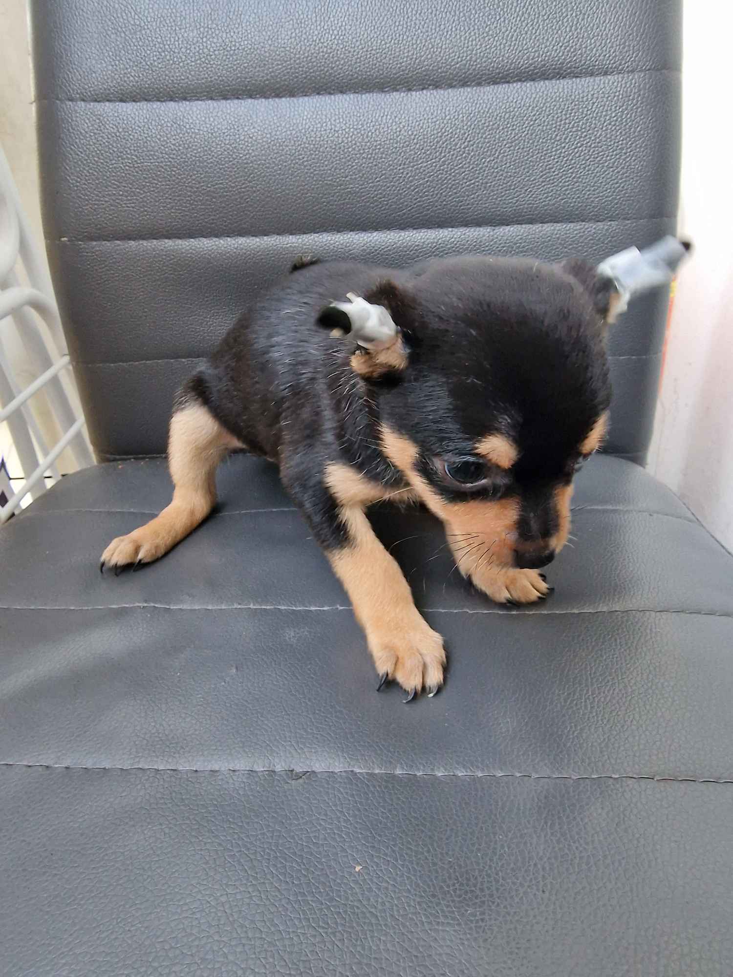 Chiuhaua Poraj - zdjęcie 2