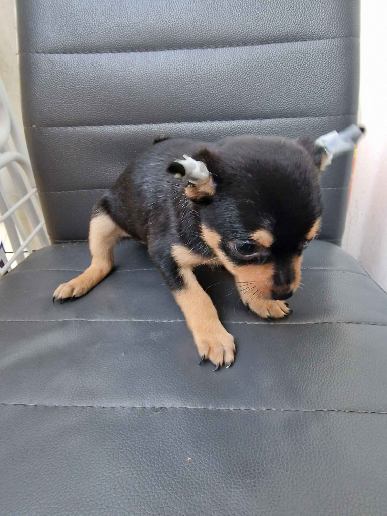 Chiuhaua Poraj - zdjęcie 2