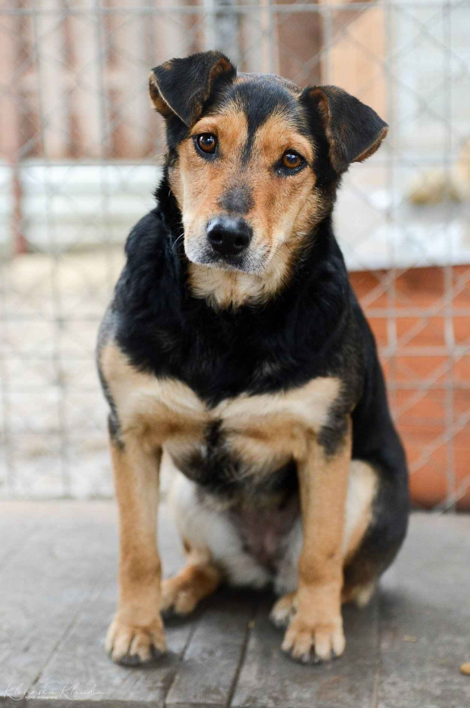 Tedzia - wesoła, niskopodwoziowa sunia! Olsztyn - zdjęcie 2