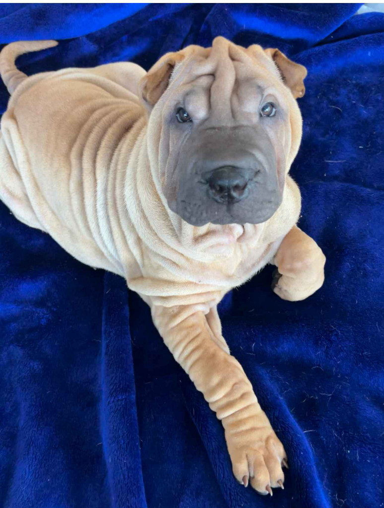 Na sprzedaż szczeniaki rasy Shar pei po utytułowanych rodzicach Banino - zdjęcie 1