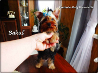 Yorkshire Terrier York piesek Bakuś szczeniaczek 4-miesięczny Rodowód Żary - zdjęcie 7