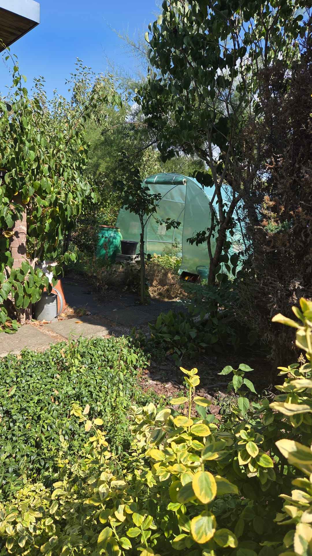 Działka ROD z murowaną altaną Kędzierzyn-Koźle - zdjęcie 3