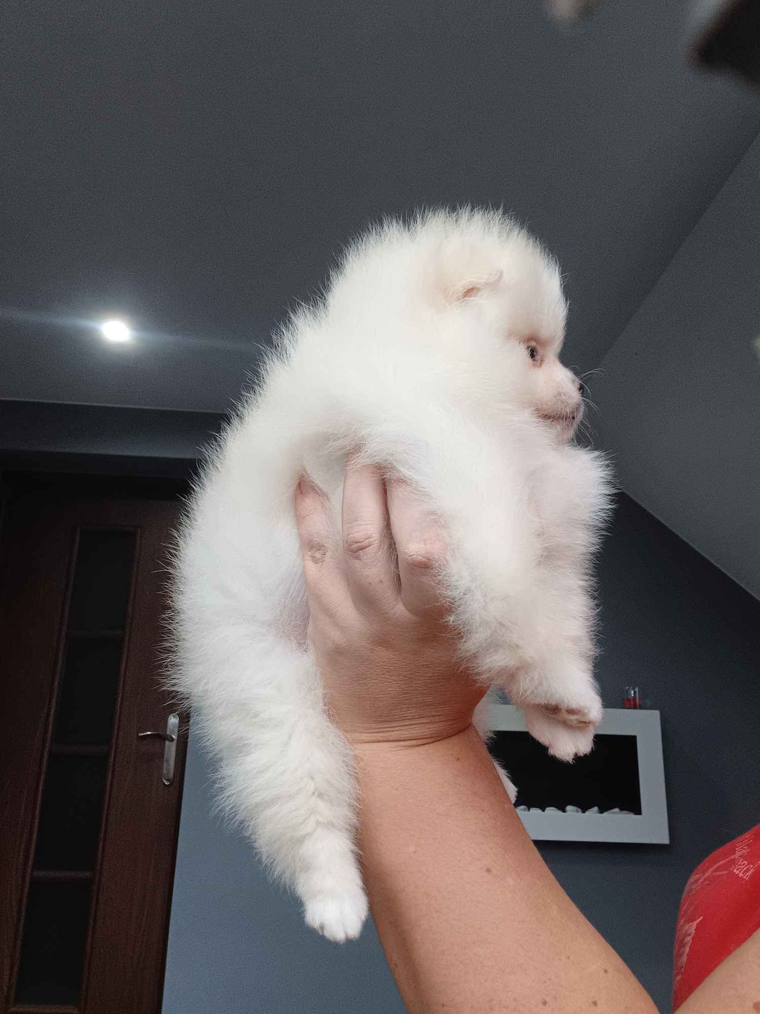 *Pomeranian XS typ misia Sunia ADA* Prądocin - zdjęcie 5