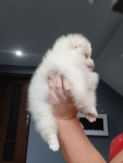 *Pomeranian XS typ misia Sunia ADA* Prądocin - zdjęcie 5