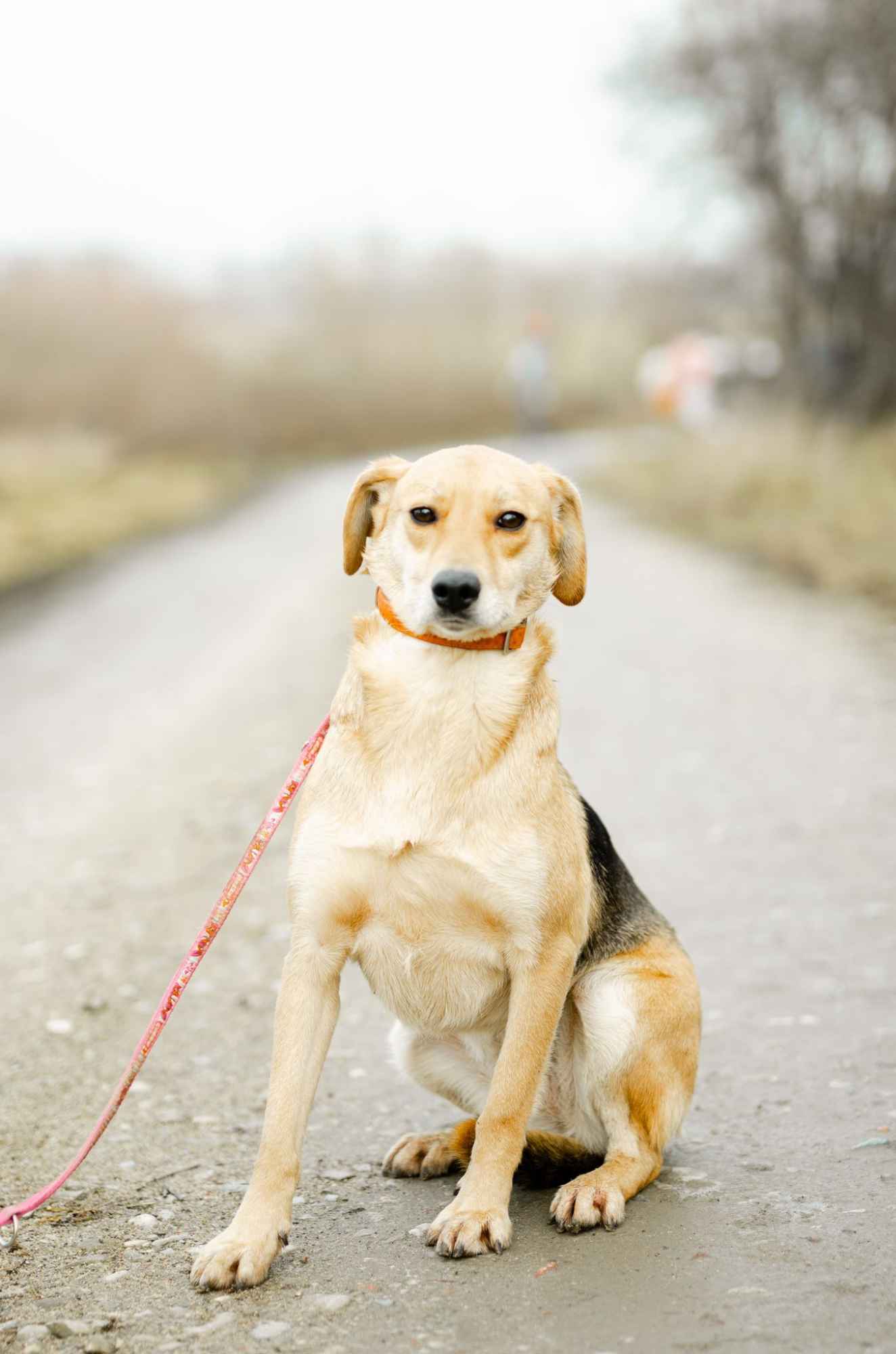 Kira - łagodna, przyjazna sunia BŁAGA o dom! Olsztyn - zdjęcie 2