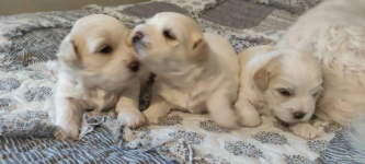 Pieski Kłodzko - zdjęcie 3