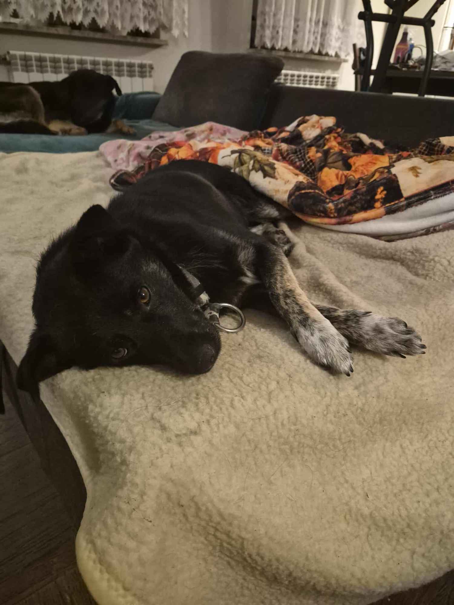 Leon - młody nieduży psiak szuka domu pies psy Garwolin - zdjęcie 2