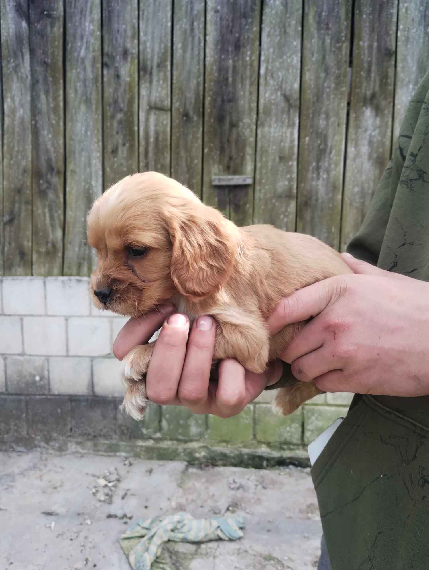 Cocer Spaniel Szczeniaki Opole Lubelskie - zdjęcie 6