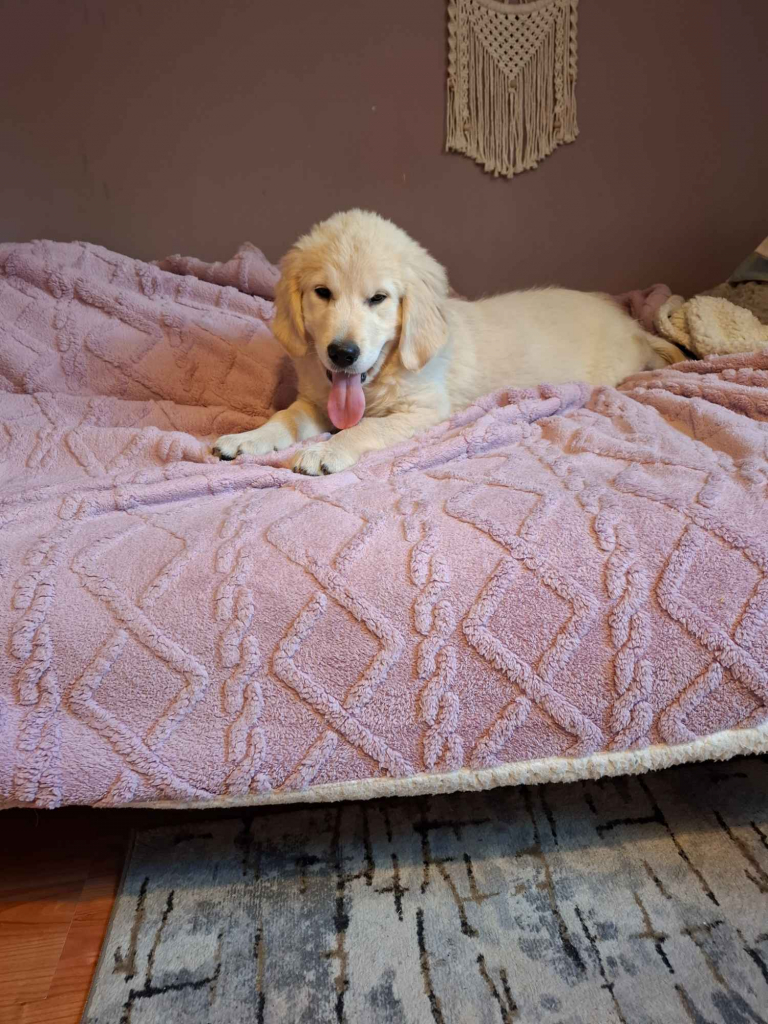 Sprzedam pieska rasy Golden Retriever Leszno - zdjęcie 6