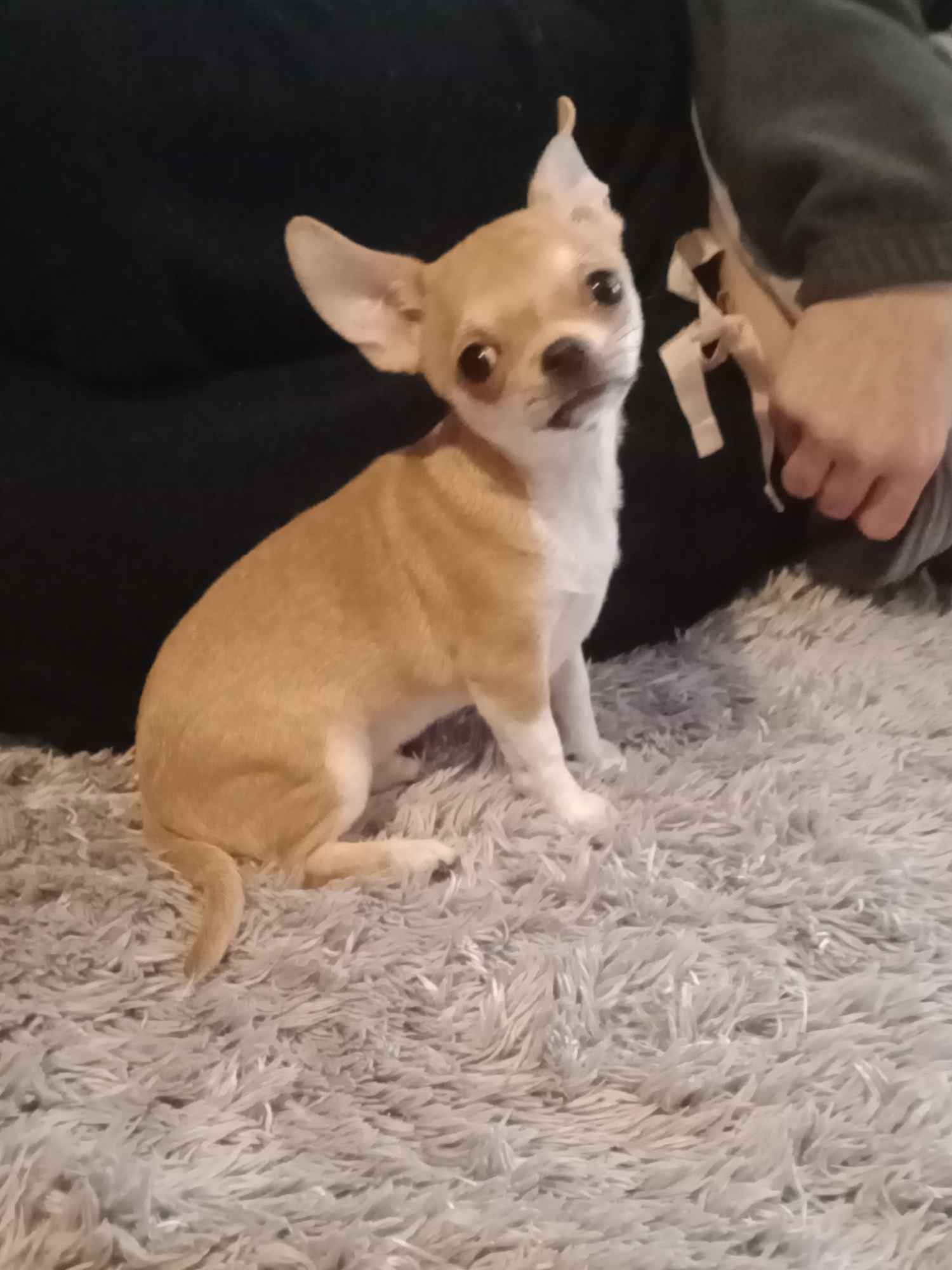 Chihuahua sunia Górna - zdjęcie 4