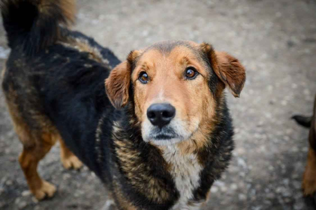 Kapral - przyjazny, wesoły psiak szuka domu! Olsztyn - zdjęcie 3