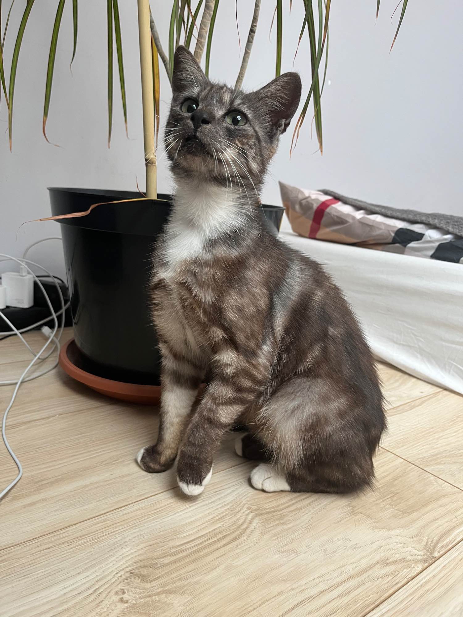 Kotka Lublin - zdjęcie 1