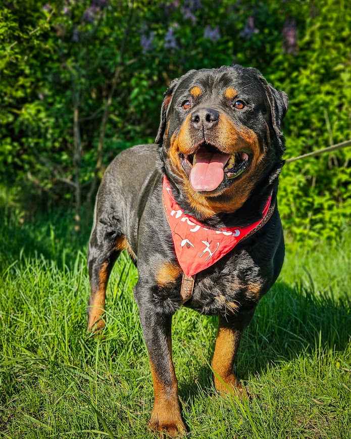 Dostojny, majestatyczny, silny Diego w typie rottweilera szuka domu! Mokotów - zdjęcie 4