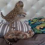 Wyjątkowy serwal: elegancja sawanny w Twoim domu Bemowo - zdjęcie 2