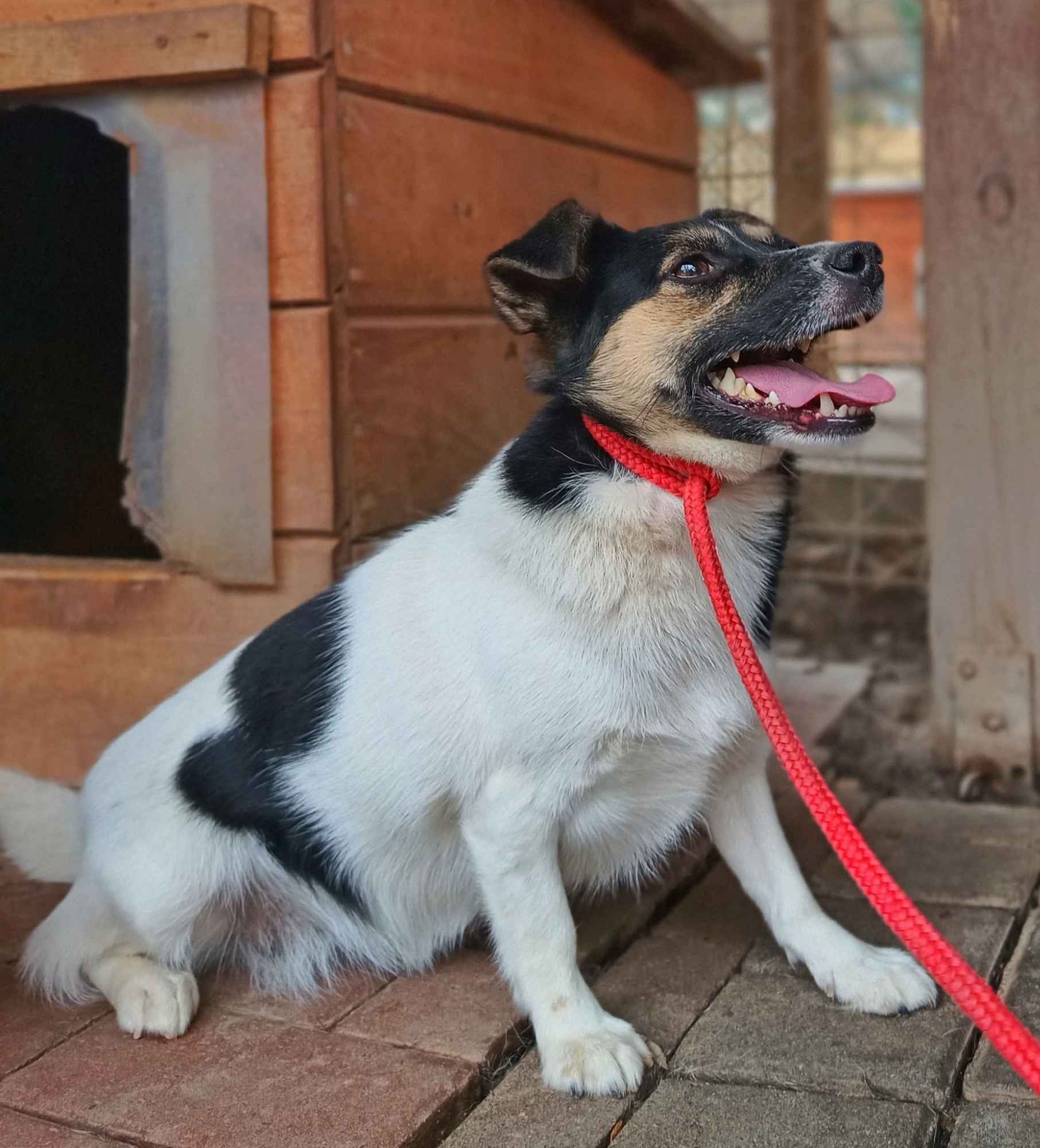 Suzi - maleńka sunia pilnie szuka domu Olsztyn - zdjęcie 1