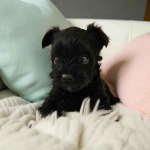 Wybitnie piękny Unikatowy York - Czarny bez podpaleń - Hodowla Legalna Fabryczna - zdjęcie 5