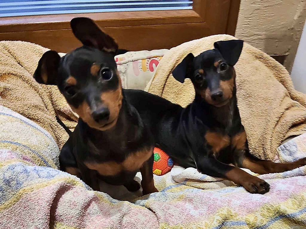 Pinczer miniaturowy Konin - zdjęcie 1