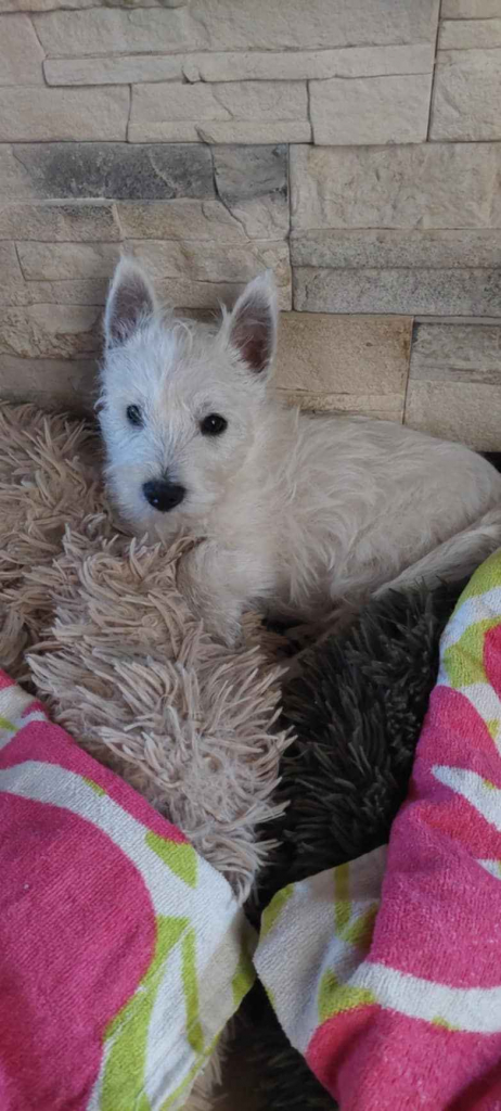Szczeniaczek chłopiec West Highland White Terrier ZKwP FCI Daszewice - zdjęcie 1