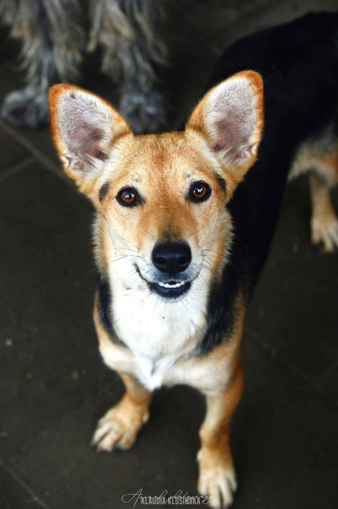 Niewielka Zuzia, młoda i wesoła sunia do pokochania Olsztyn - zdjęcie 1