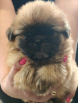 Shihtzu