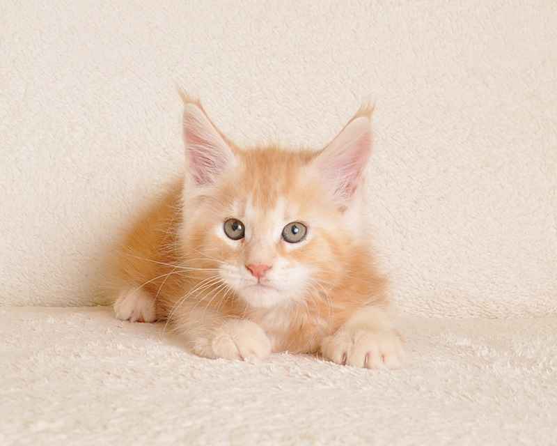 Śliczny kocurek Maine Coon z rodowodem PZF/WCF - LEGALNA HODOWLA Białystok - zdjęcie 5