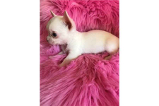 piękne psy i suki Chihuahua mini z certyfikatem Bemowo - zdjęcie 8