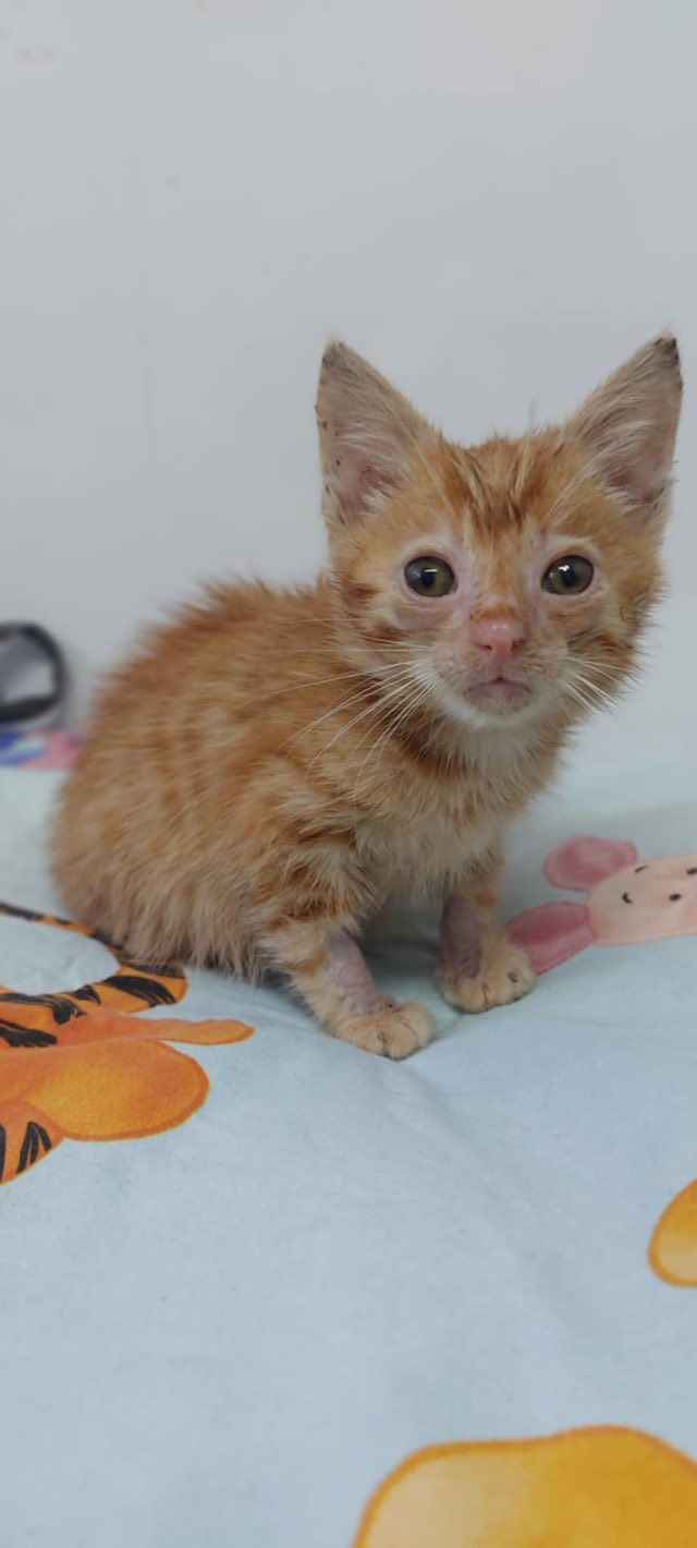 8 tygodniowe KOCIĘ szuka pilnie domu! Olsztyn - zdjęcie 2