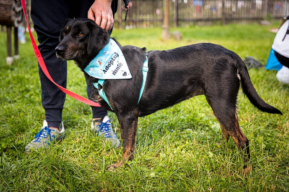 Pokochaj Colę - aktywną i wierną towarzyszkę Twoich przygód! ⛰️🗺️ Łętkowice - zdjęcie 3