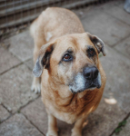 Suzi - domowa, wychowana suczka szuka domu!