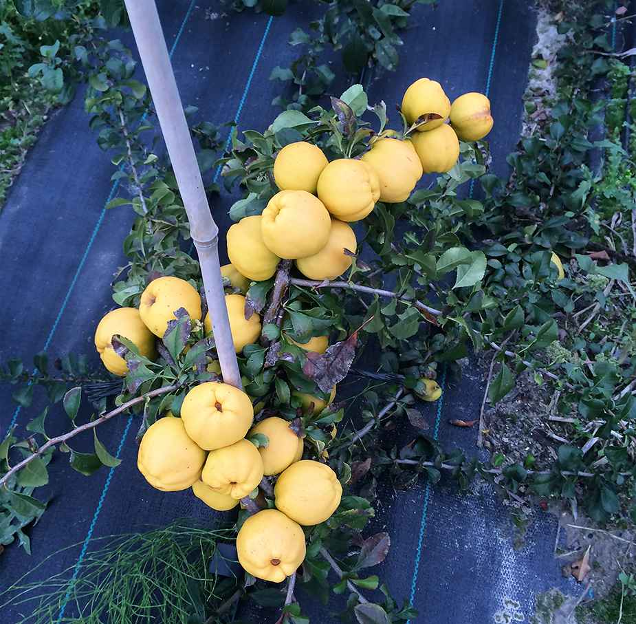 Krzewy owocowe aronia dereń borówka jagoda malina morwa porzeczka kiwi Zezulin Niższy - zdjęcie 3
