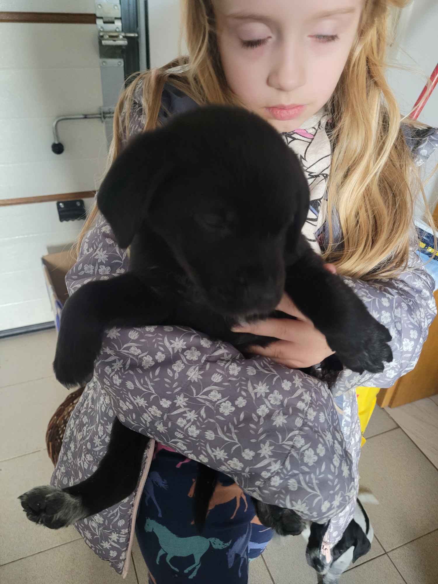 Szczeniaki wyżeł niemiecki Złoczew - zdjęcie 7