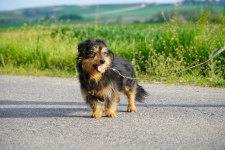 Maniek jest gotowy na nowy start! Podaruj mu dom 🐾🏡