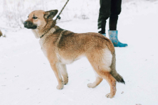 Doris - niekonfliktowa, wesoła sunia szuka domu! Olsztyn - zdjęcie 2