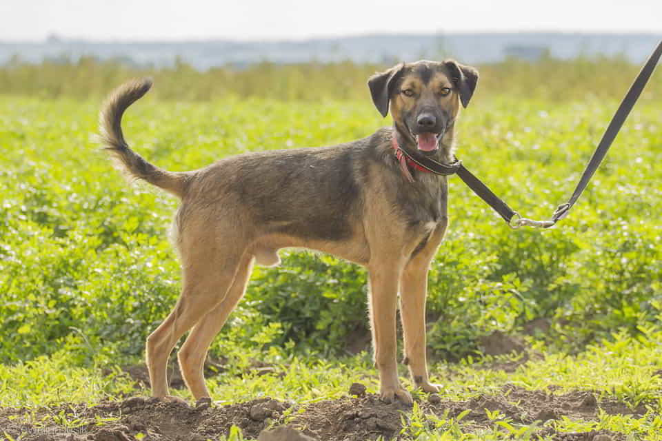Zrób miejsce w sercu - Szaraczek gotowy do adopcji ♥️🏠 Łętkowice - zdjęcie 1